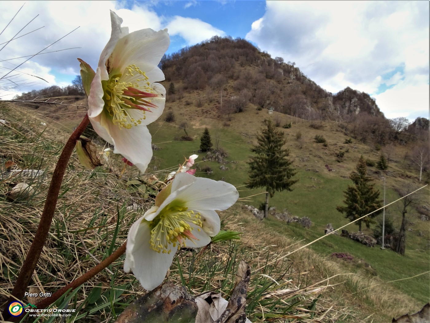 52 Ellebori (Helleborus niger) per il Monte Zucco.JPG